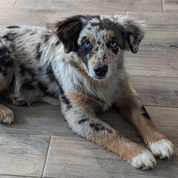 Australian Shepherd and Pomeranian Puppies from Sandy Aussie's
