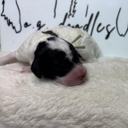 Jersey - Parti male Goldendoodle puppy in Cleveland, Georgia from The O.G. Doodles