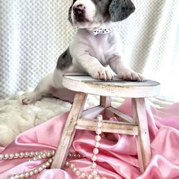 Dachshund Puppies from Snarky Doxy Miniature Dachshunds