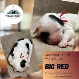 Big Red - Brown and white female Portuguese Water Dog puppy in Weston, Idaho from Gro-T Kennels