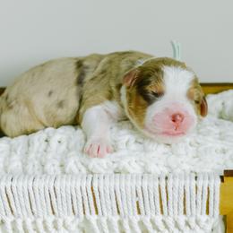 Maizie - female Australian Mountain Doodle puppy in Spanish Fork, Utah from K Brand Doodles