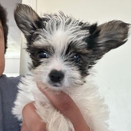 Noah - Parti male Yorkshire Terrier puppy in Rochester, New York from Tnt Yorkies and Cosmic corgis