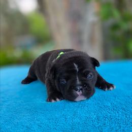Green boy - Brindle male French Bulldog puppy in Polk City, Florida from Best Friend Frenchies, LLC