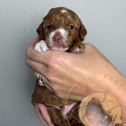 Peter (blue collar) - Red  male Goldendoodle puppy in Murrieta, California from Apricot Poodles & Goldendoodles, LLC