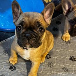 Charolette - Fawn female French Bulldog puppy in Neenah, Wisconsin from Mimosa Acres French Bulldogs LLC