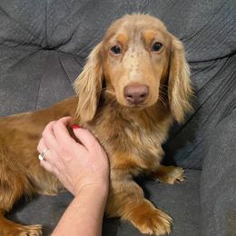 Gemma - Dachshund