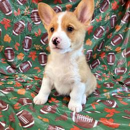 Blaze - Red male Pembroke Welsh Corgi puppy in Fayetteville, Tennessee from Sulphur Springs Corgis