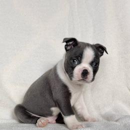 Luigi - Blue male Boston Terrier puppy in West Jefferson, Ohio from Kline Kennels