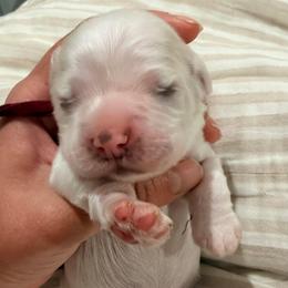 Blue Boy - Buff male Cocker Spaniel puppy in Beggs, Oklahoma from Southern Country Cockers
