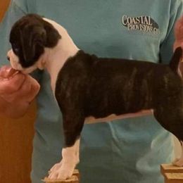 Boxer Puppies from Fineview Boxers