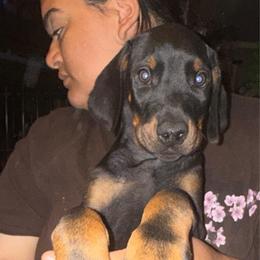 Ruby - Black and rust female Doberman Pinscher puppy in Youngsville, North Carolina from di Casa Ortiz German Shepherds