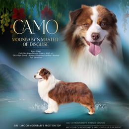 CAMO - Miniature American Shepherd