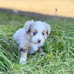 Eleanor - Red merle female Miniature Australian Shepherd puppy in College Station, Texas from South Paw Toy Aussies