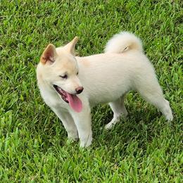 Cody - Shiba Inu