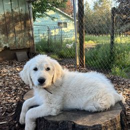 Goldendoodle and Golden Retriever Puppies from Golden Valley Farm and Kennel
