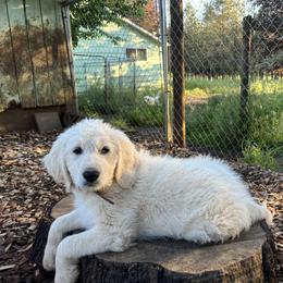 Goldendoodle and Golden Retriever Puppies from Golden Valley Farm and Kennel