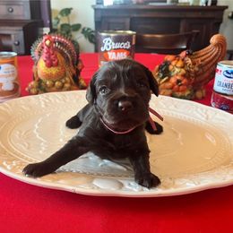 Pink Collar - Brown female Boykin Spaniel puppy in Hurtsboro, Alabama from PARK’s Family Farm