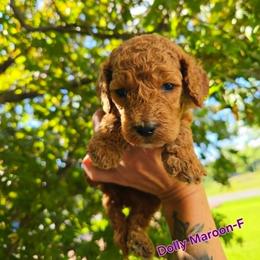 Cockapoo Puppies from Ashley Dedmon