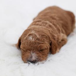 Purple collar - Apricot female Poodle puppy in Edmond, Oklahoma from The Redbud Roost