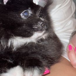 Pomeranian All Grown Up from Pomeranian experts