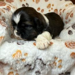 Yuki - Brindle and white male Shih Tzu puppy in Abilene, Texas from L&L Euro Boxers and Small Town Shih Tzus