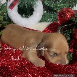 AKC Ariel - Red female Dachshund puppy in Jena, Louisiana from Amy’s Mini Doxies