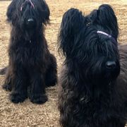 Briards from Chez Nous