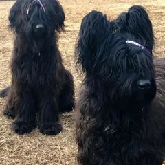 Briards from Chez Nous
