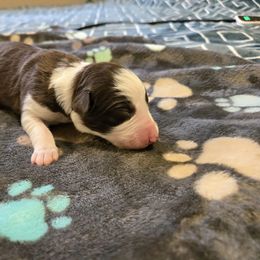 Border Collie and Golden Retriever Puppies from Sona Kennels