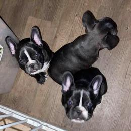 French Bulldogs and Poodles from Simonsez Frenchies