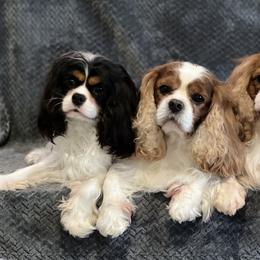 Cavalier King Charles Spaniels and Japanese Chins from Montra Japanese Chin & Cavalier King Charles Spaniels