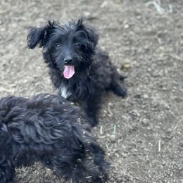 Aussiedoodle, Miniature Australian Shepherd, Poodle, and Toy Australian Shepherd Puppies from Mowry Creek Mini Aussiedoodles and More