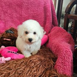 Crumpet - White and buff male Bichon Frise puppy in Chatham, Illinois from Bichon Frise Partnership