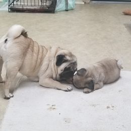 Pug Puppies from KNGZ Kennel