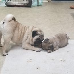 Pug Puppies from KNGZ Kennel