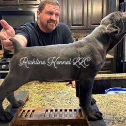 Cane Corso Puppies from Richline Kennel