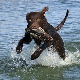 Riggs - Chesapeake Bay Retriever