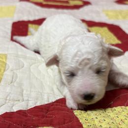 Baby - Red collar - White female Bichon Frise puppy in 63101 (St. Louis Metro Area), Missouri from BichonSTL