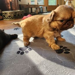 Rachel - Liver female Shih Tzu puppy in Carrollton, Ohio from Becker Hollow