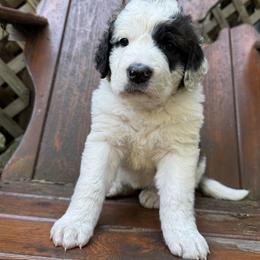 Puddle - Brown and white female Saint Berdoodle puppy in Traverse City, Michigan from Bare Paws Saint Berdoodles