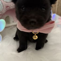 Girl 1 - Black female Companion Cross puppy in Covington, Louisiana from 🐾 Alexander’s Little Angels 🐾