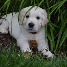 Golden Retriever Puppies from Starbrite Golden Retrievers