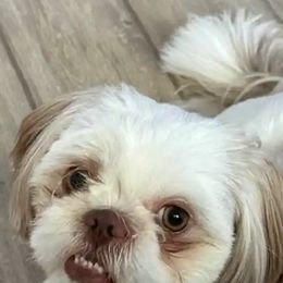 Shih Tzu Puppies from N.F.S.T Imperial ShihTzu Puppies.