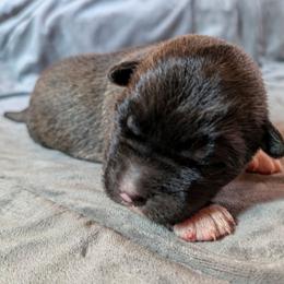AKC Kohana - Brown, black overlay female Akita puppy in Tombstone, Arizona from WeVolution Off-Grid