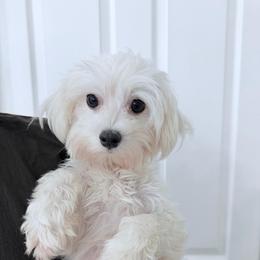 Coco - Maltese