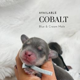 Cobalt - Blue and cream male Dachshund puppy in Redding, California from Jean & Mae Doxies