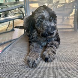 Oreo - Goldendoodle puppy from Wizard Doodles