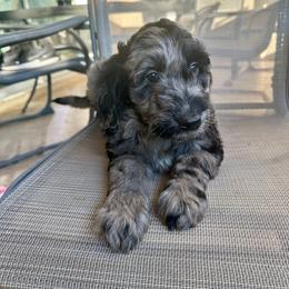 Oreo - Goldendoodle puppy from Wizard Doodles
