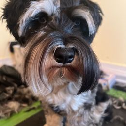Holiday - Miniature Schnauzer