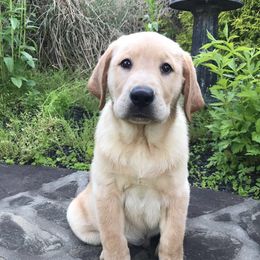 Dilute Retriever and Labrador Retriever Puppies from Royalty Retrievers